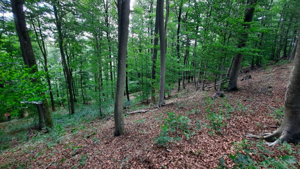 Der Wald hinter dem Ferienhaus lädt zum genießen ein.